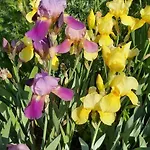 Il Giardino Del Gallo Πανσιόν