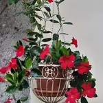 Πανσιόν Il Giardino Del Gallo 3*