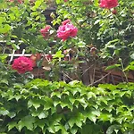 Il Giardino Del Gallo