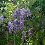 Il Giardino Del Gallo Pensjonat 3*
