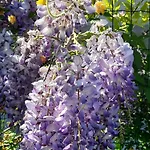 Il Giardino Del Gallo
