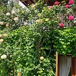 Il Giardino Del Gallo 3* Cherasco