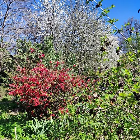 Il Giardino Del Gallo Pensión