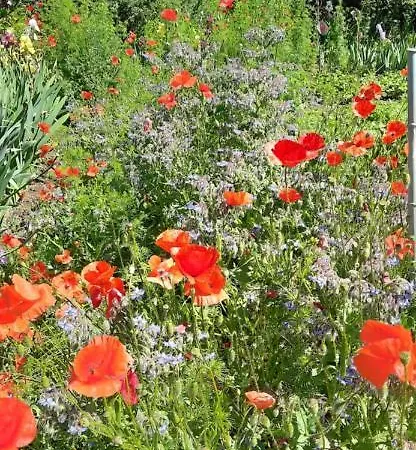 Il Giardino Del Gallo Pensión