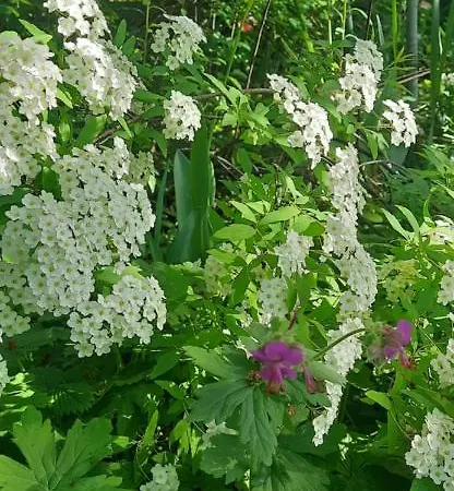Pensión Il Giardino Del Gallo