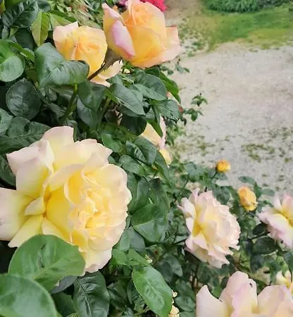 Il Giardino Del Gallo Pensión