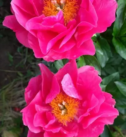 Il Giardino Del Gallo 3*