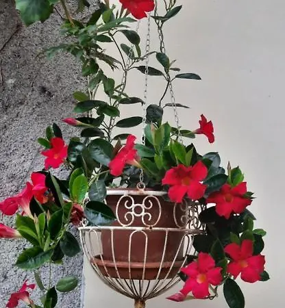 게스트하우스 Il Giardino Del Gallo 3*