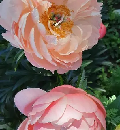 Il Giardino Del Gallo 3* Cherasco