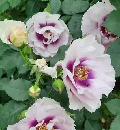 Pensión Il Giardino Del Gallo