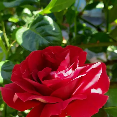 Pensión Il Giardino Del Gallo