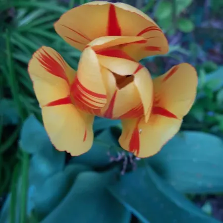 Il Giardino Del Gallo