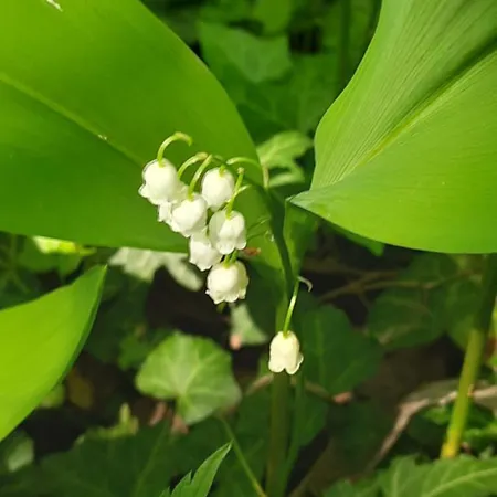 Pensión Il Giardino Del Gallo 3*