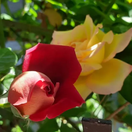 Pensión Il Giardino Del Gallo