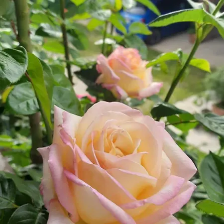 Il Giardino Del Gallo 3*