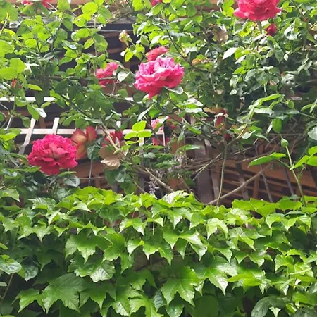 Il Giardino Del Gallo