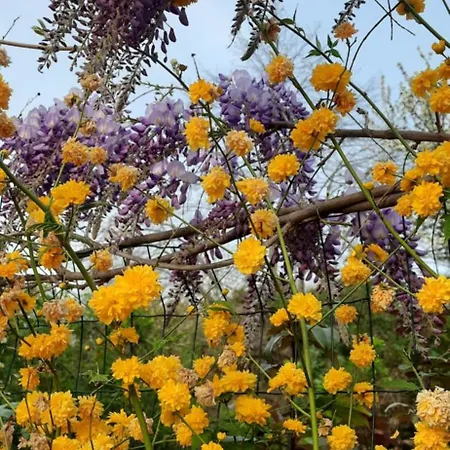 Pensión Il Giardino Del Gallo