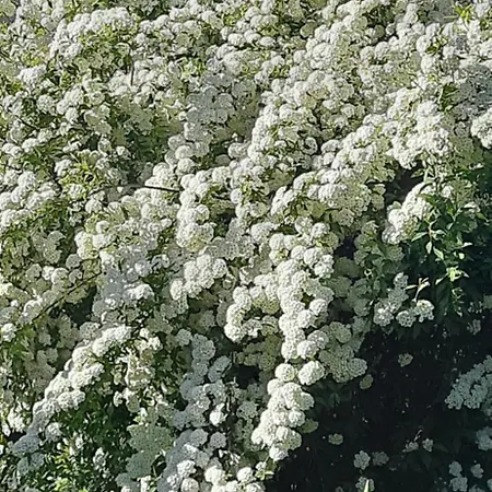 Il Giardino Del Gallo 3*