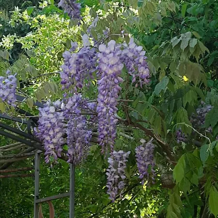 Il Giardino Del Gallo Pensión 3*