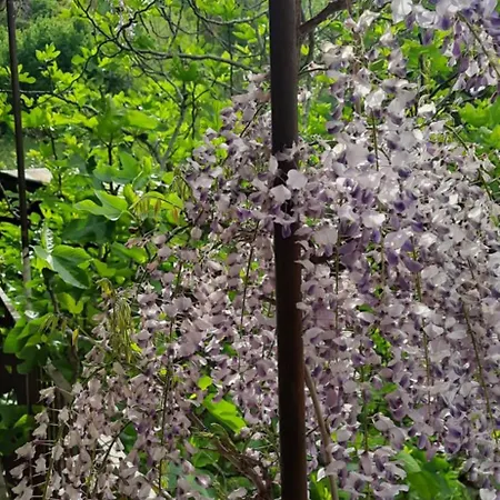 Il Giardino Del Gallo 3* Cherasco
