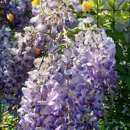 Il Giardino Del Gallo