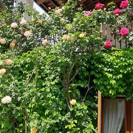 Il Giardino Del Gallo 3* Cherasco