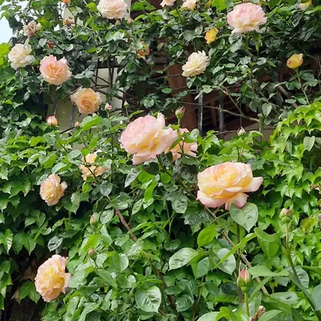 Pensión Il Giardino Del Gallo